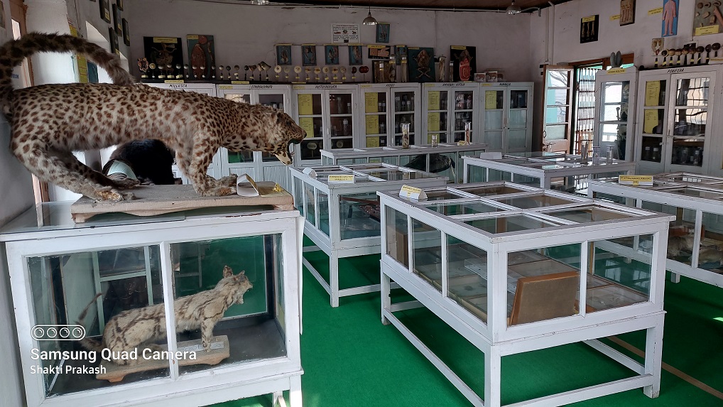 Zoology Museum